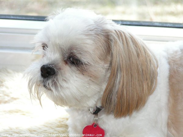 Photo de Shih tzu