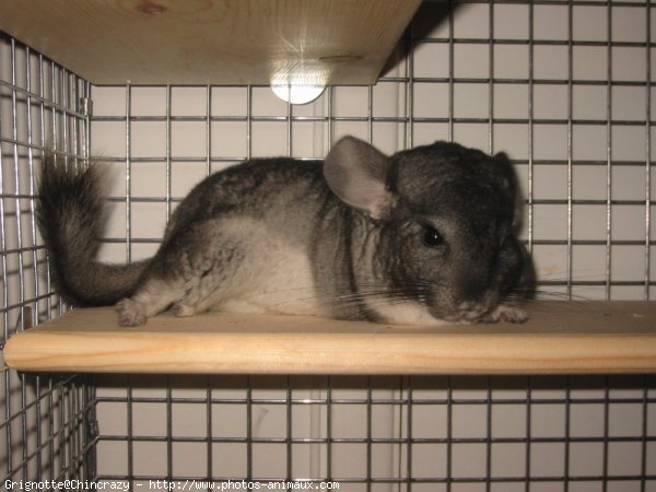 Photo de Chinchilla