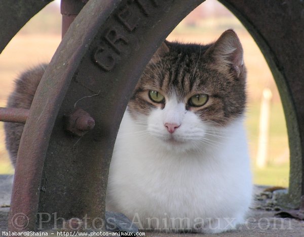 Photo de Chat domestique