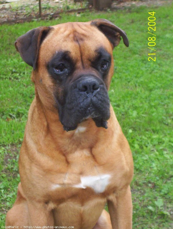 Photo de Boxer