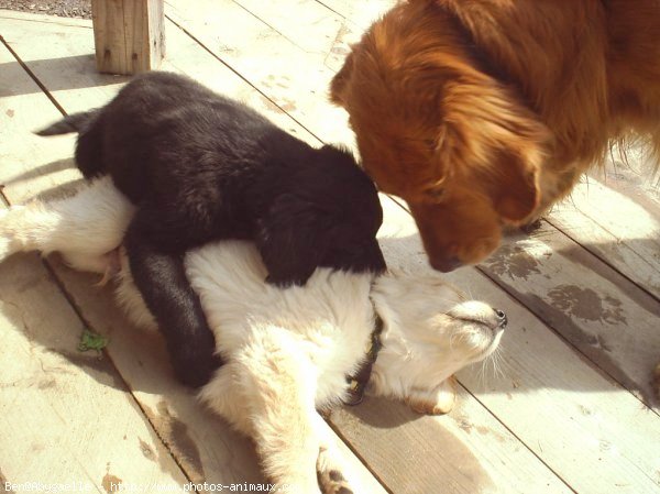 Photo de Golden retriever