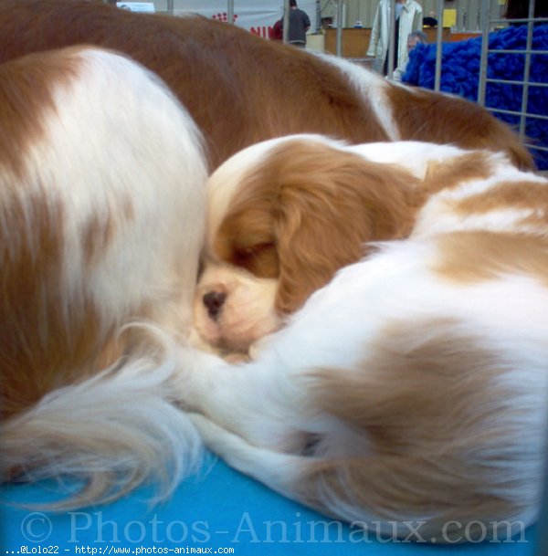 Photo de Cavalier king charles spaniel