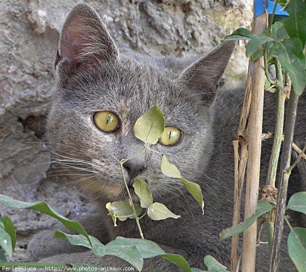 Photo de Chat domestique