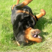 Photo de Rottweiler