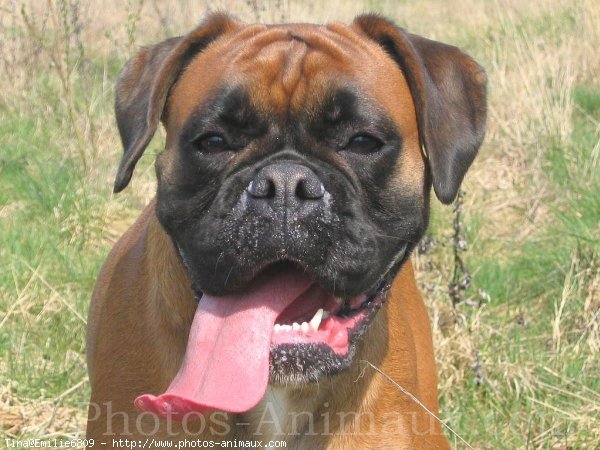 Photo de Boxer