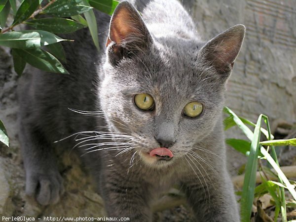 Photo de Chat domestique