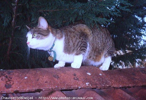 Photo de Chat domestique