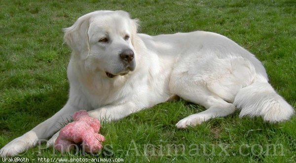 Photo de Chien de berger des tatras