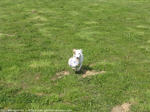 Photo de Jack russell terrier