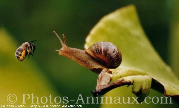 Photo d'Escargot