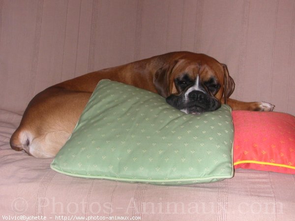 Photo de Boxer