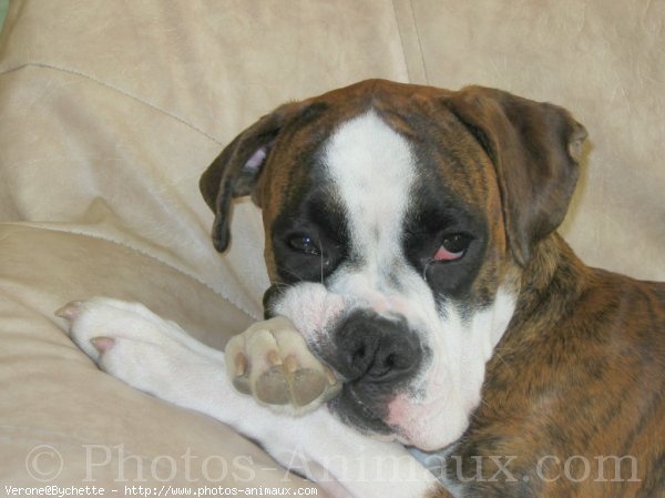 Photo de Boxer