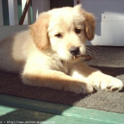 Photo de Golden retriever