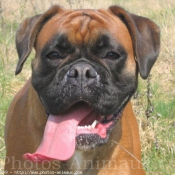 Photo de Boxer