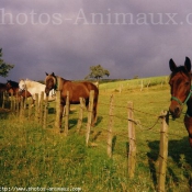 Photo de Races diffrentes