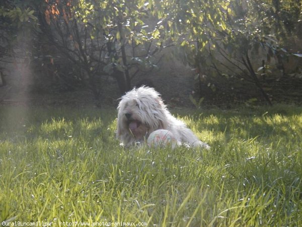 Photo de Chien de berger des pyrenes  poil long