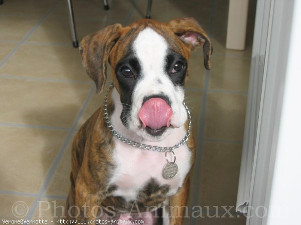 Photo de Boxer