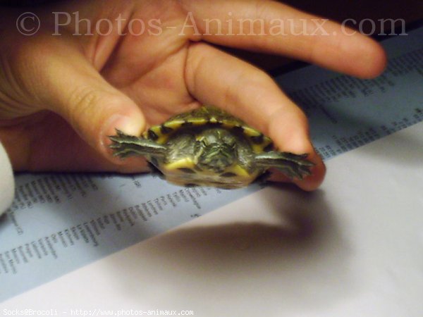 Photo de Tortue