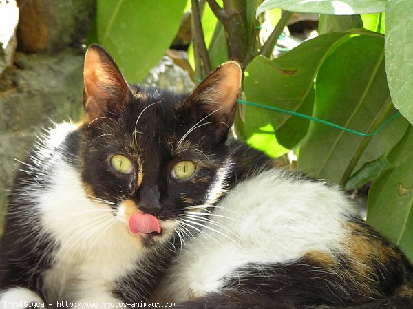 Photo de Chat domestique