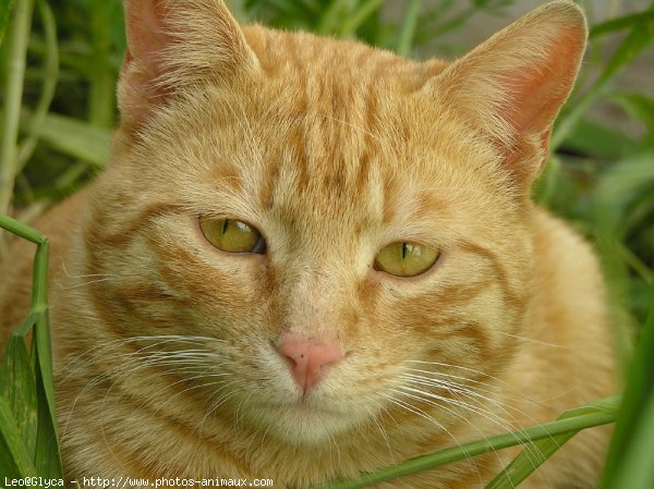 Photo de Chat domestique