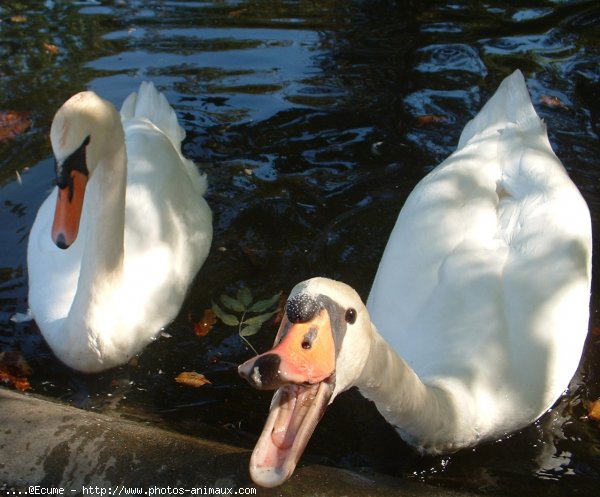 Photo de Cygne