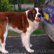 Photo de Saint-bernard poil long