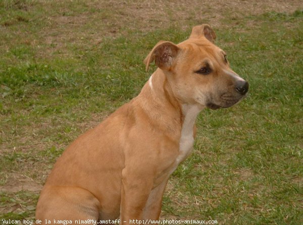 Photo d'American staffordshire terrier