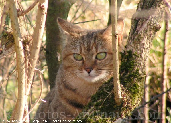 Photo de Chat domestique