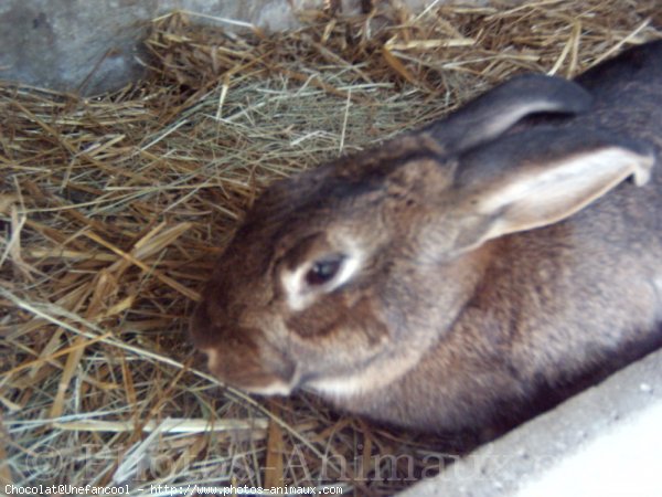 Photo de Lapin