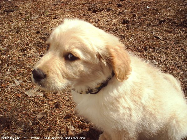 Photo de Golden retriever