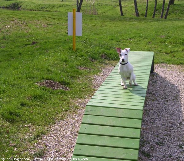 Photo de Jack russell terrier