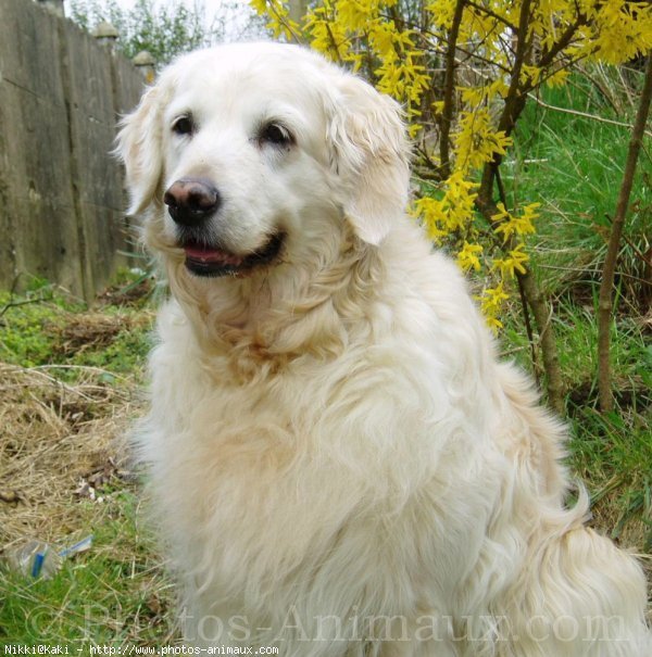 Photo de Golden retriever