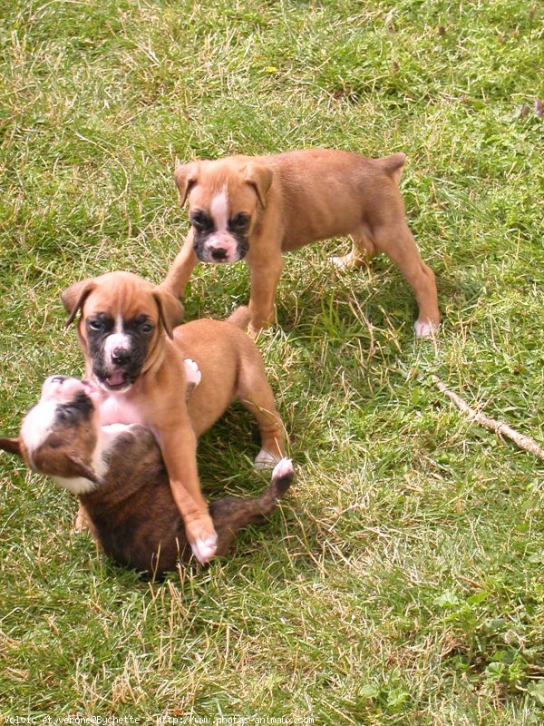 Photo de Boxer