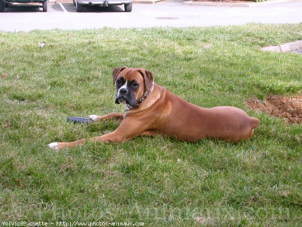 Photo de Boxer