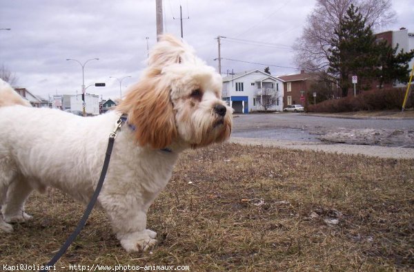 Photo de Lhassa apso