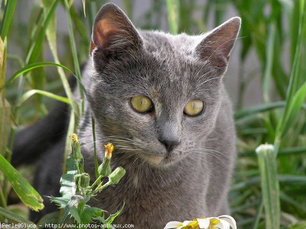 Photo de Chat domestique