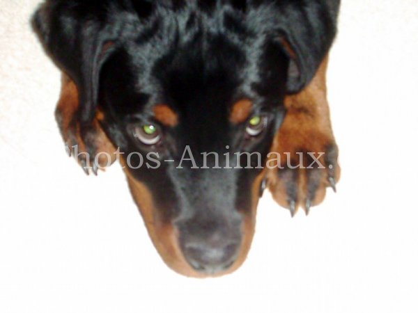 Photo de Rottweiler