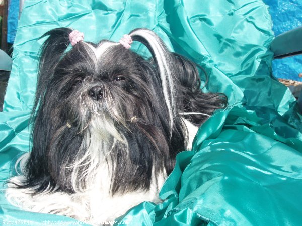 Photo de Shih tzu