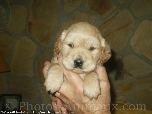 Photo de Golden retriever