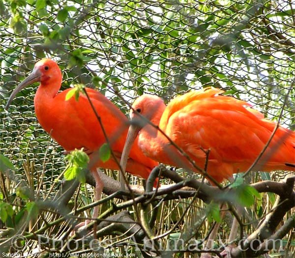 Photo d'Ibis