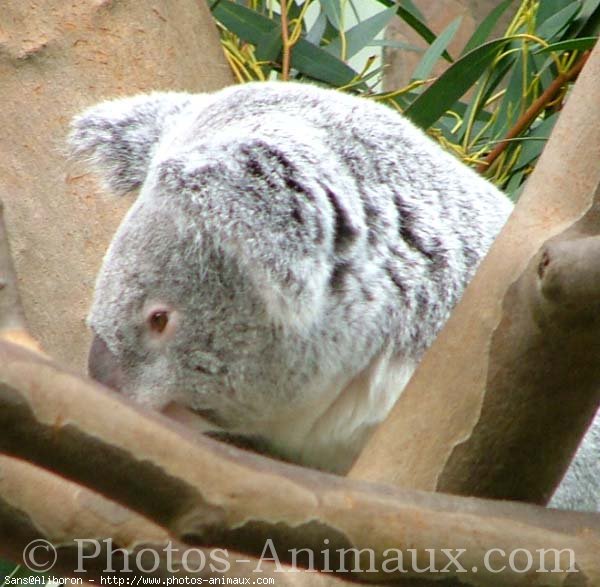 Photo de Koala