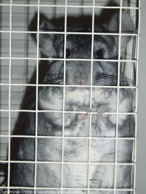 Photo de Chinchilla