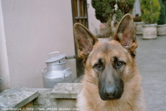 Photo de Berger allemand  poil court