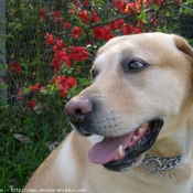 Photo de Labrador retriever