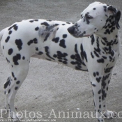 Photo de Dalmatien