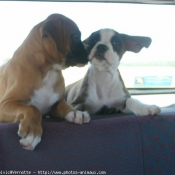 Photo de Boxer