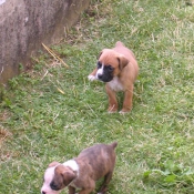 Photo de Boxer