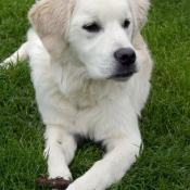 Photo de Golden retriever