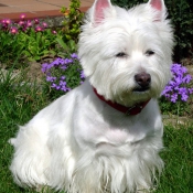 Photo de West highland white terrier