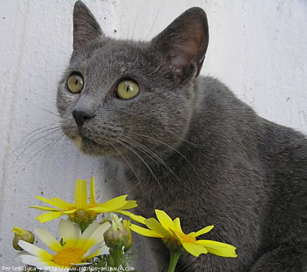 Photo de Chat domestique